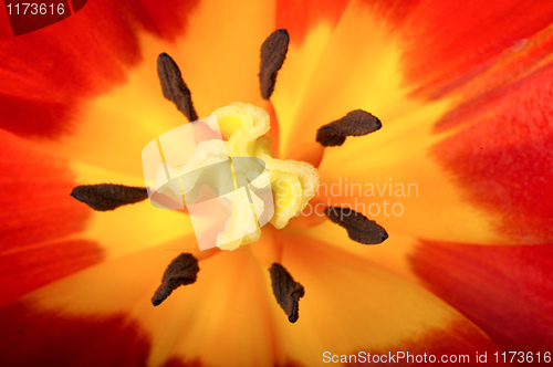 Image of Tulip close-up