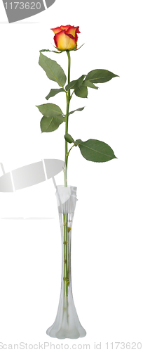 Image of Red rose in vase, isolated