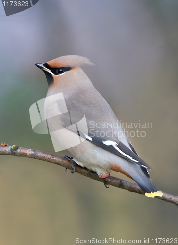 Image of Bohemian Waxwing