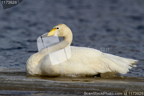 Image of Whooper Swan