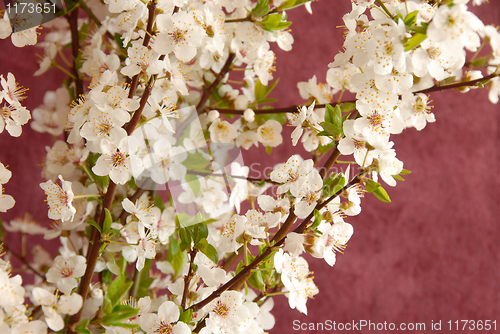 Image of Spring blossom