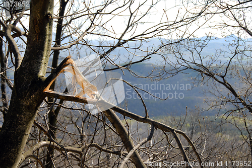 Image of Broken branch