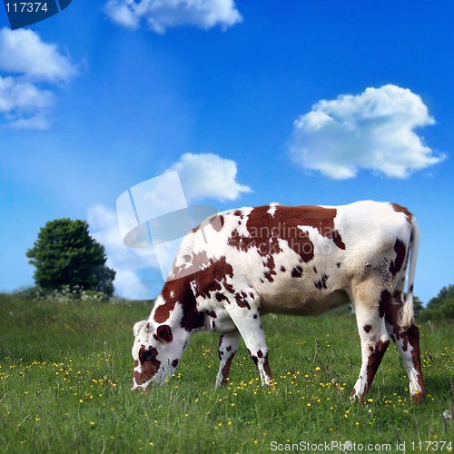 Image of  cow