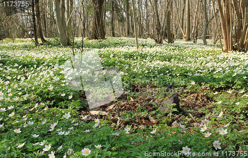 Image of White anemone in the forrest.