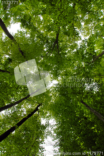 Image of Green trees frame