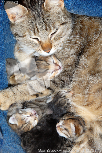 Image of Cat with newborn kitten