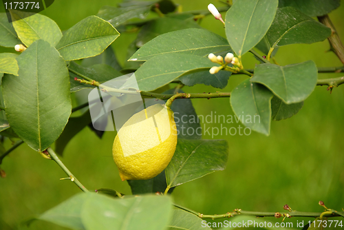 Image of Lemon growing on branch