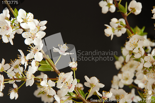 Image of Spring blossom frame