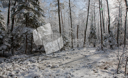 Image of Snowfall afrer wetland stand in morning