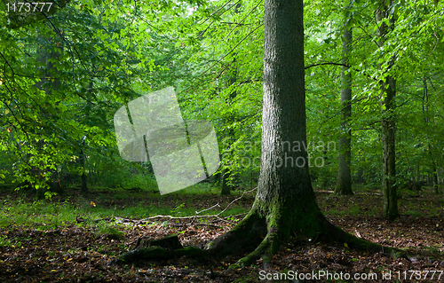 Image of Light reaching misty deciduous stand with old spruce tree