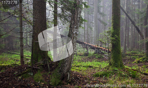 Image of Misty morning in alder-carr stand of Bialowieza Forest