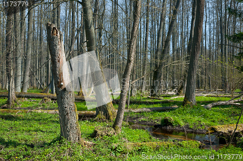 Image of Riparian stand of Bialowieza Forest along stream