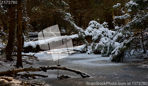 Image of Wintertime morning dark coniferous stand of Bialowieza Forest