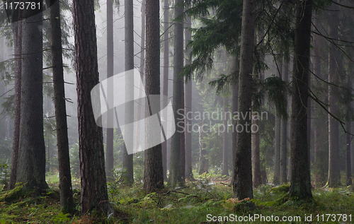 Image of Coniferous trees against light of misty sunrise