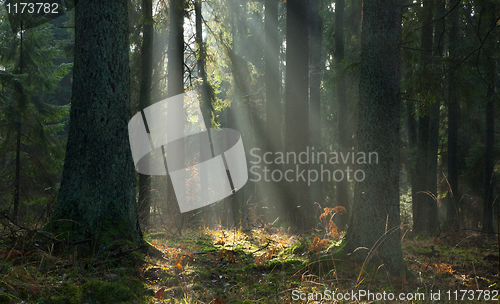 Image of Misty autumnal coniferous stand of Bialowieza Forest at sunrise