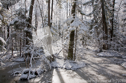 Image of Snowfall after wetland stand in morning