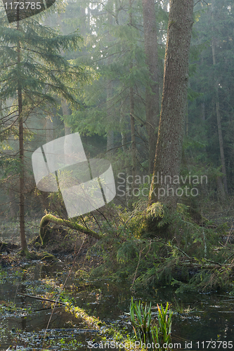 Image of Bialowieza Forest riparian stand in morning