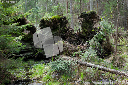 Image of Broken tree roots partly declined