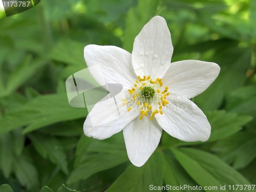 Image of Single flower of windflower closeup