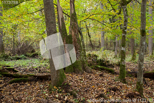 Image of Rich deciduous stand with broken tree