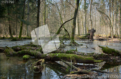 Image of Springtime morning in wetland forest