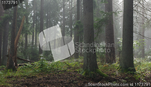 Image of Coniferous trees against light of misty sunrise