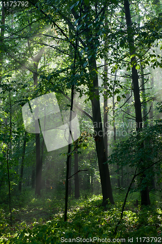 Image of Misty forest in morning