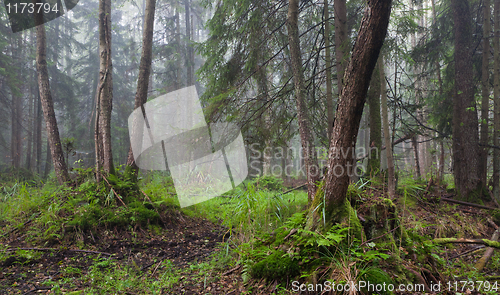 Image of Misty morning in alder-carr stand of Bialowieza Forest 