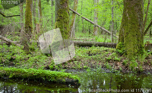 Image of Springtime deciduous forest with standing water