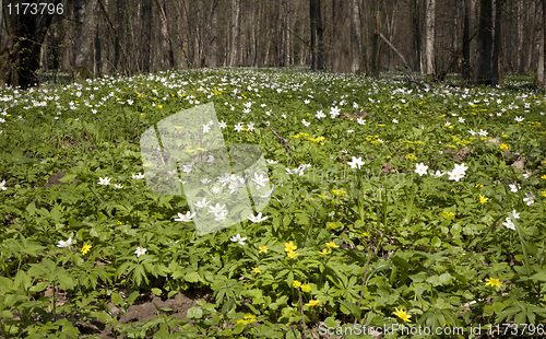 Image of Fresh green windflowers in springtime