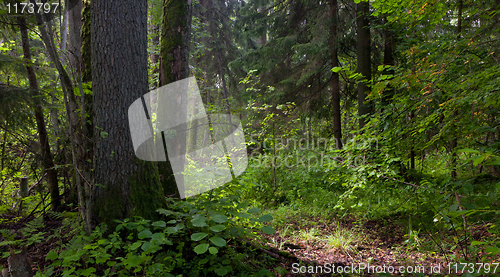 Image of Natural stand of Bialowieza Forest Landscape Reserve with alder tree 