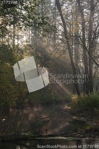 Image of Autumnal misty morning by forest river