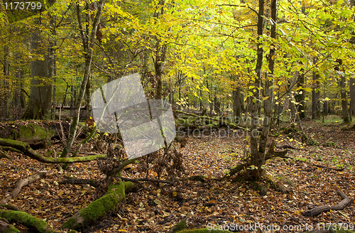 Image of Rich deciduous stand with broken tree