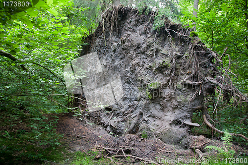 Image of Broken tree roots partly declined