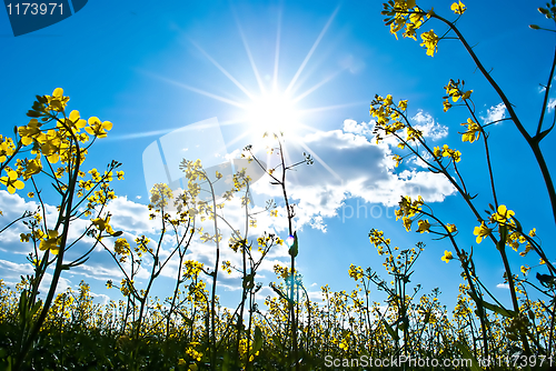 Image of Rape Field in spring with blue sky