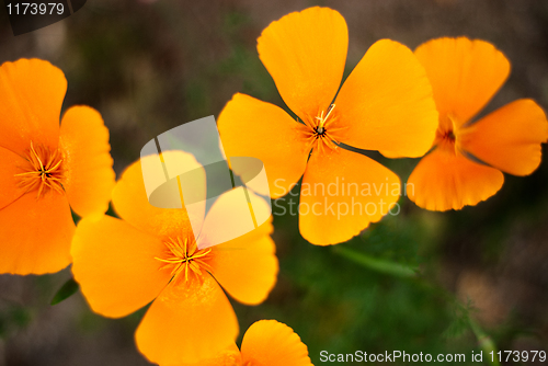 Image of Orange Poppies Field 