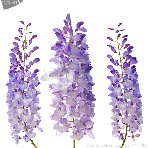 Image of Wisteria flowers