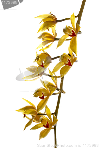 Image of Fresh bright yellow orchid