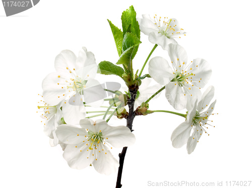 Image of Cherry flowers.