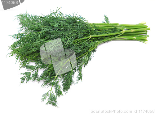 Image of fresh dill