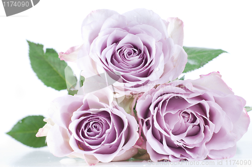 Image of Pastel shade roses