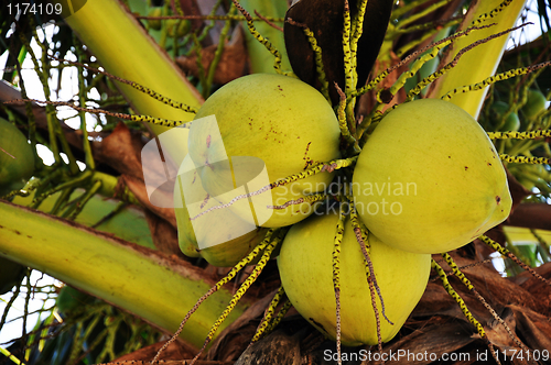 Image of Coconut fruits hanging on the tree