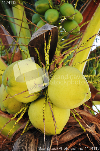 Image of Coconut fruits on the tree