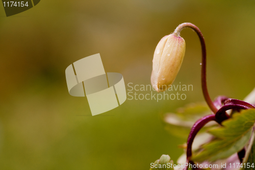Image of thimbleweed bud