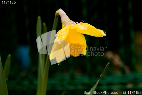 Image of narcissus