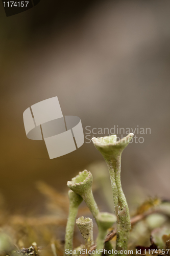 Image of moss flower