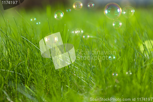 Image of Soap bubbles on green grass