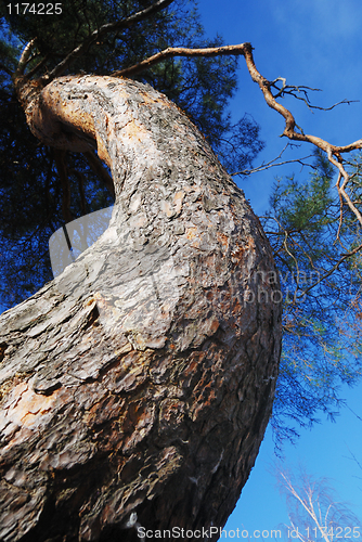 Image of lofty curved pine-tree against blue sky