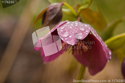 Image of helleborus niger