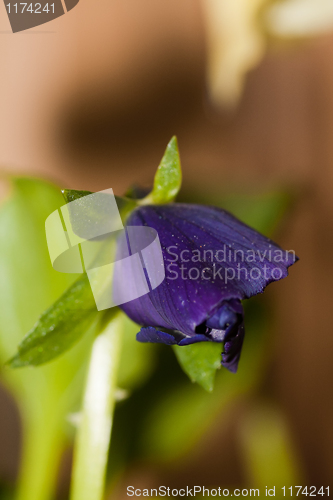 Image of pansy bud